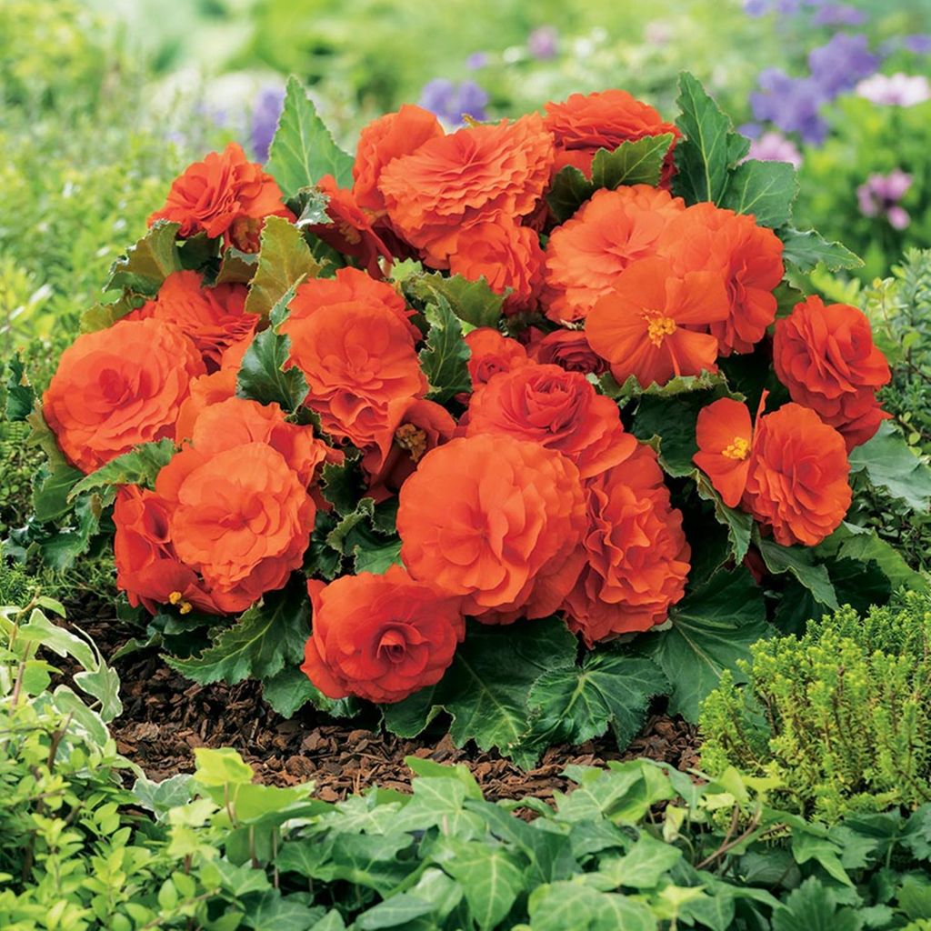 Bégonia Non-Stop Niska Orange 1 pièce bégonias plants plant Image du produit 