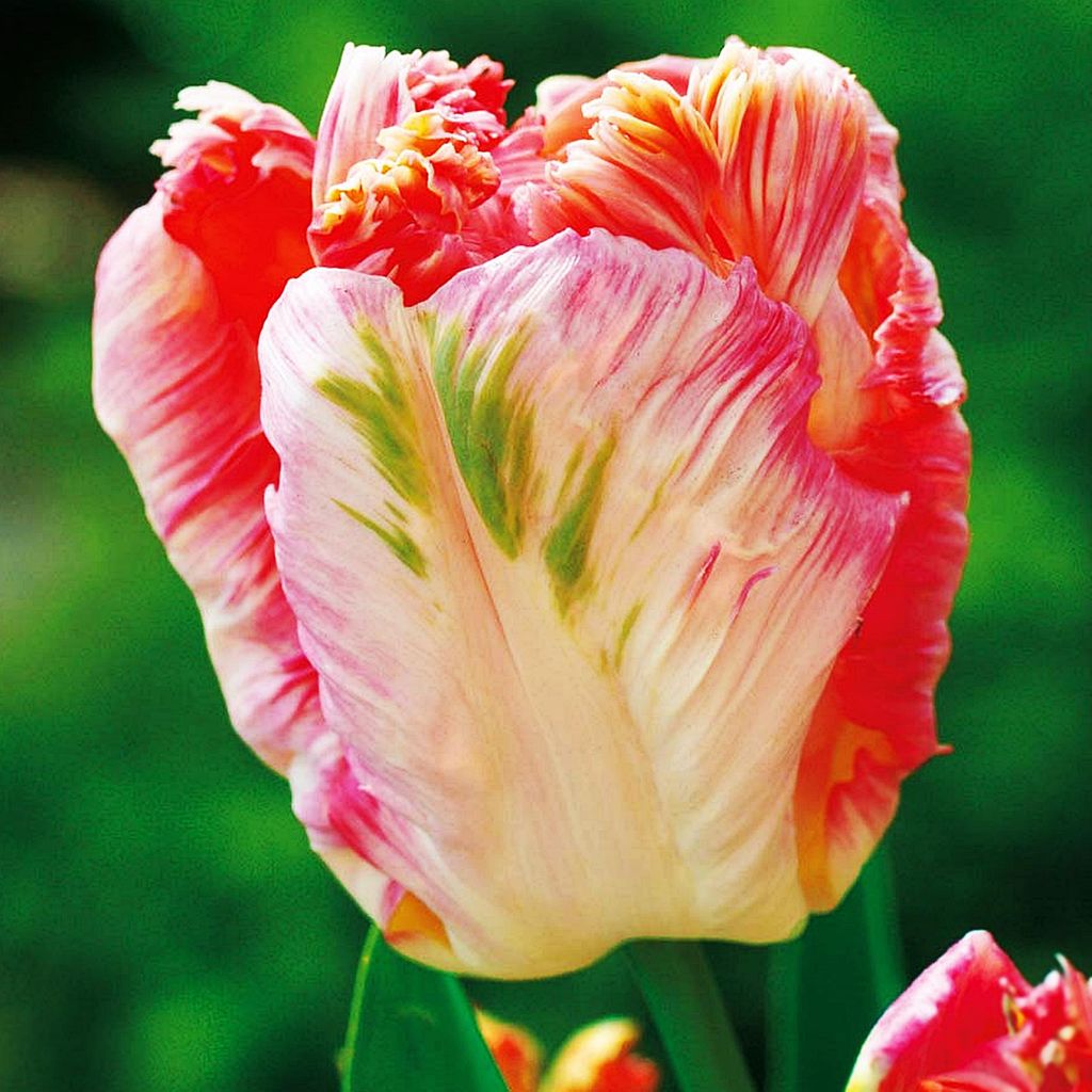 Tulpen Blumenzwiebeln Zwiebeln Blumen Tulpenzwiebeln Tulpe Produktbild 