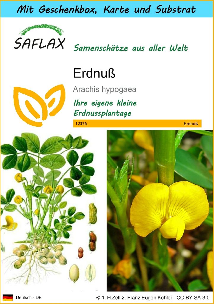 SAFLAX - Geschenk Set - Erdnuß - 8 Samen - Mit Geschenk- / Produktbild 