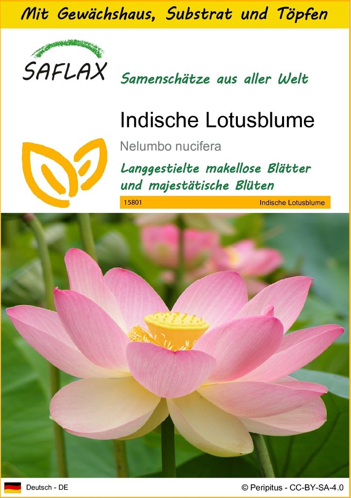 SAFLAX Anzucht Set - Indische Lotusblume - Nelumbo nucifera Produktbild 1