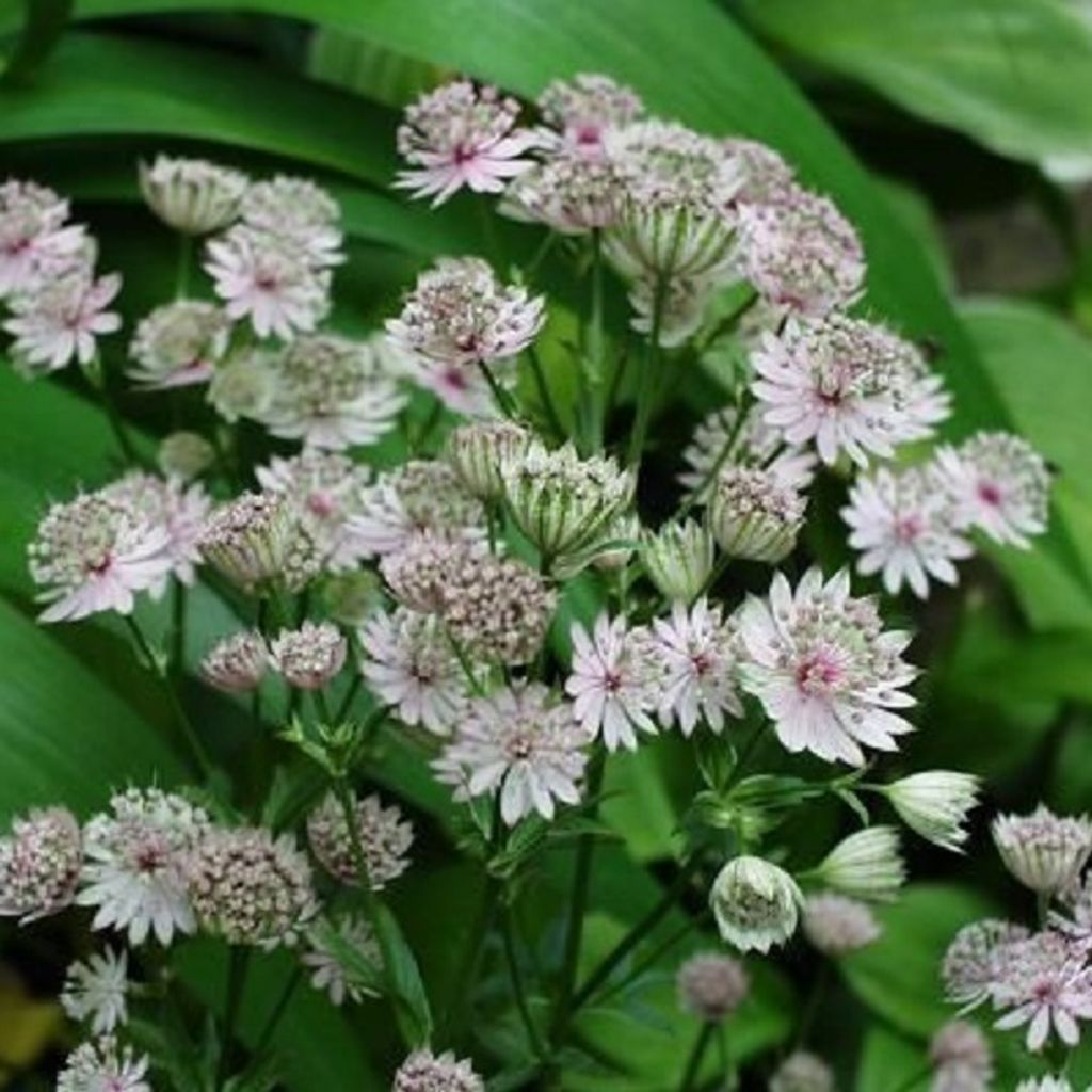 6 x Große Sterndolde - Astrantia major 'Alba' | Topf 9cm x 9cm