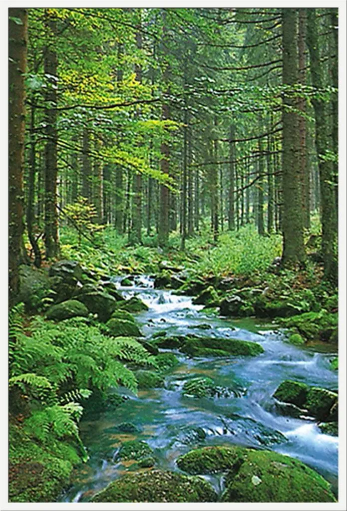 Poster Paysages Forest Creek sous cadre Shinsuke blanc vitre acrylique