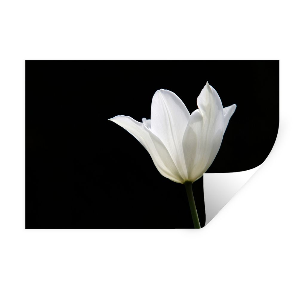 MuchoWow Wandtattoo Wandsticker Wandaufkleber Weiße Tulpe 120x80 cm Selbstklebend und Repositionierbar - Selbstklebend - Fototapeten