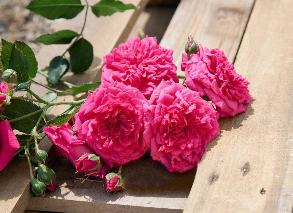 Rosa 'Laguna', Kletterrose, pink, 5-7,5 Liter Container