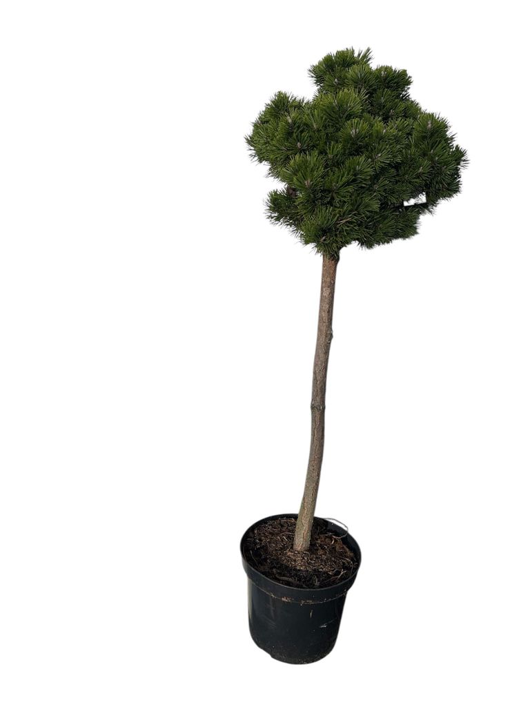 Pinus mugo 'Lilliput' - Zwerg-Latschenkiefer | 60 cm im topf