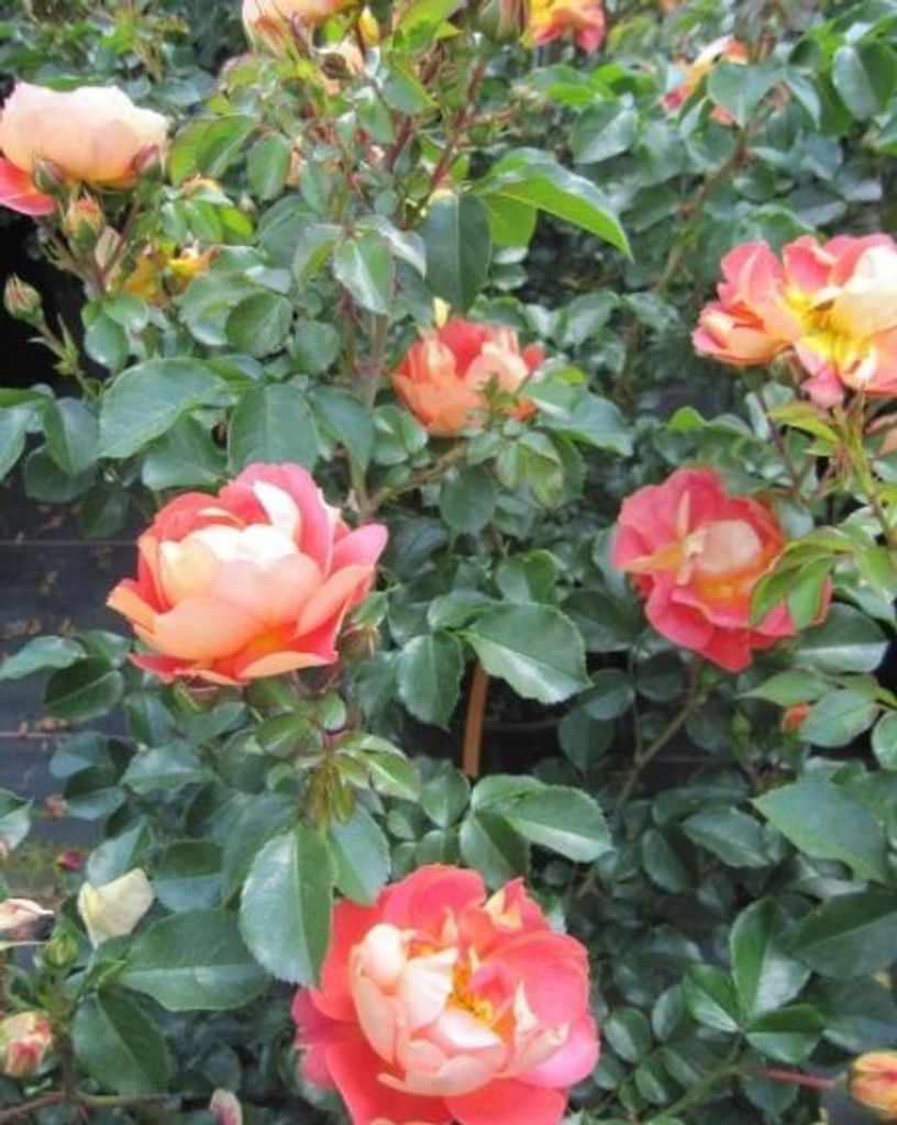 Rosa Bienenweide Mango - Beetrose Bienenweide Mango - Tantau Rose