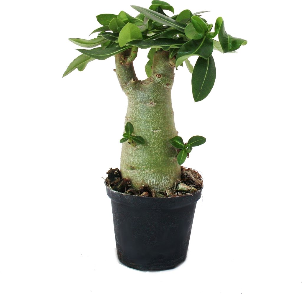 Kleine Wüstenrose, Adenium, Überraschungsfarbe, 14cm Topf Produktbild 2