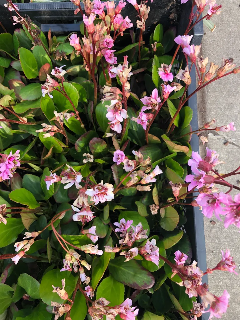 6 Vivaces Bergenia Bressingham Ruby pour Zones Ombragées et Rocaille