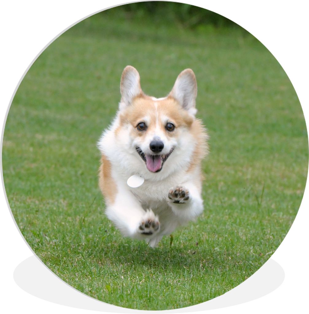 MuchoWow Rundes Wandbild - Runde Bilder Laufender Corgi Ø 60 cm Kreis Wanddekoration Kunststoff - Wandkreis - Wandschmuck - Wand Kreis - Das Sch...