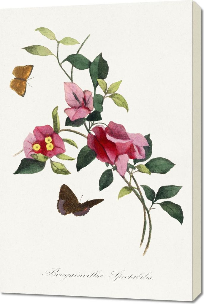 Bild 60x90cm Bougainvillea, Paul Gervais Vintage für das Wohnzimmer
