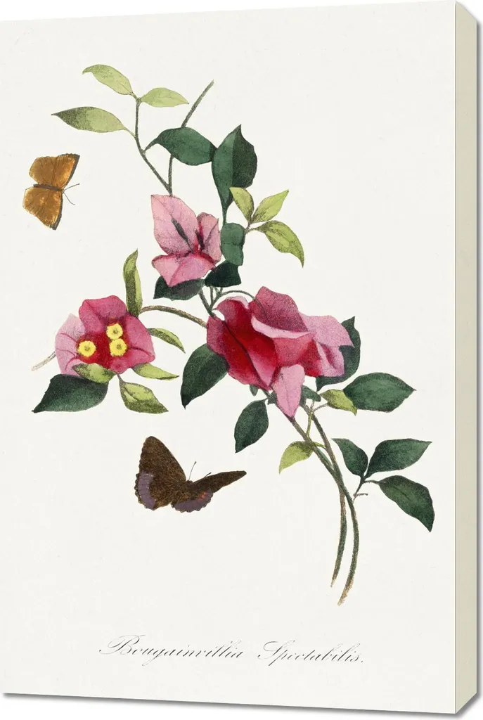 Quadro Vintage Salotto Bougainvillea Paul Gervais - Chic 60x90cm