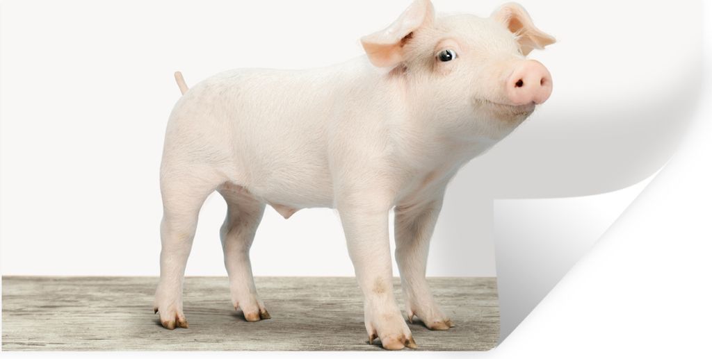 MuchoWow Wandtattoo Wandsticker Wandaufkleber Ferkel - Groß - Tiere - Rosa - Jungen - Mädchen - Kinder 160x80 cm Selbstklebend und Repositionie...