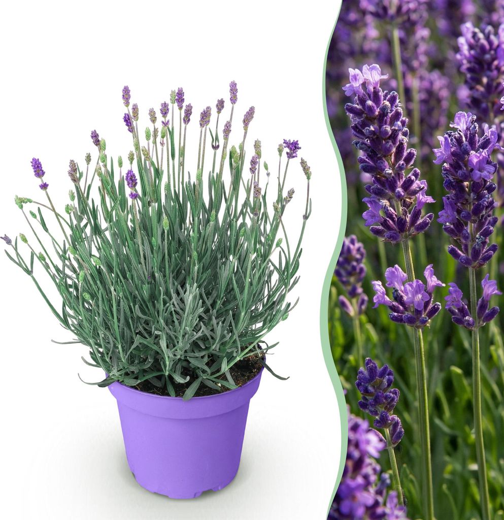 GreenboutiQ - Gartenpflanze - Lavandula angustifolia Munstead - Lavendel - Winterhart - Violett - 1 Pflanze - Topf 12cm - Höhe 15-25cm