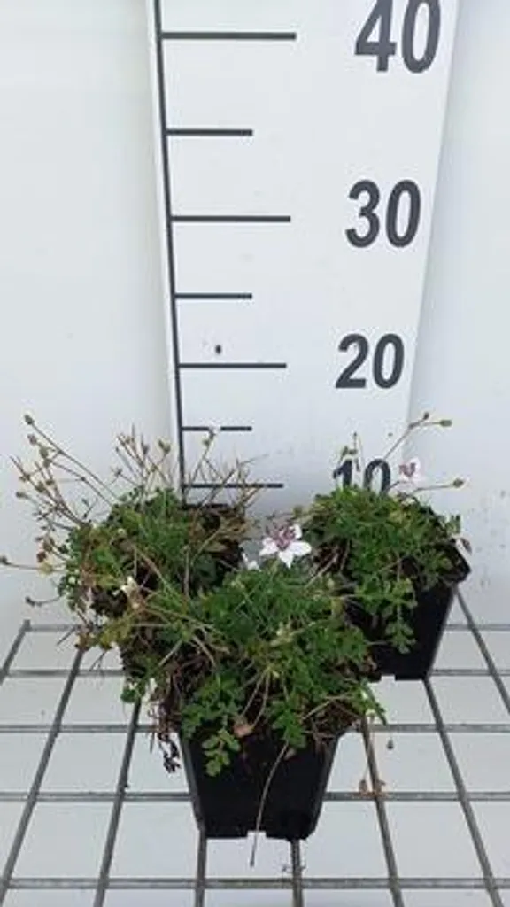 Aménager une rocaille avec 6 Erodium guttatum - Bec de cigogne durable