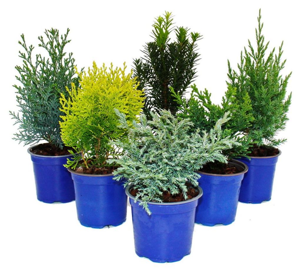 Zwerg-Koniferen-Set mit 6 Pflanzen - kleine Nadelgehölze Produktbild 
