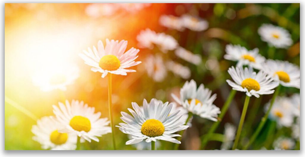 Glasbilder 140x70 Wandbild Druck auf Glas Gänseblümchen Produktbild 
