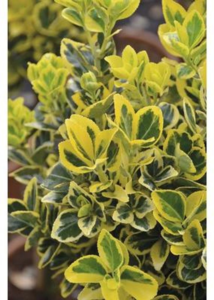 Spindelstrauch, Japanischer Spindelstrauch FloraSelf Euonymus japonica 'Marieke' Halbstamm H 40 cm Co 6 L