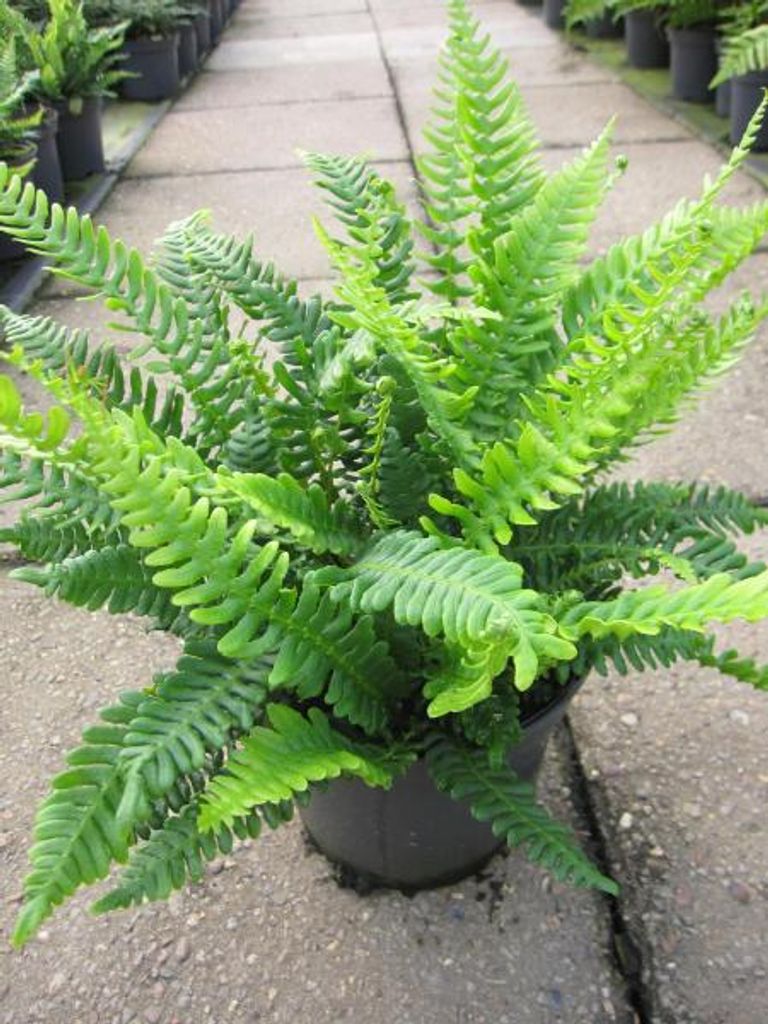 Rippenfarn Stripeti - Blechnum spicant