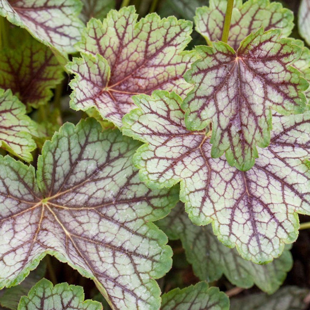 6 campanule viola  - Heuchera 'Green Spice'  | Vaso 9 cm x Immagine del prodotto 