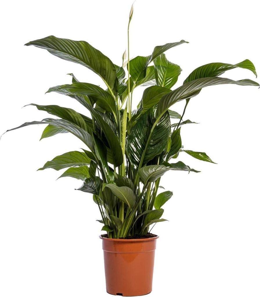 Einblatt – Spathiphyllum Bellini – Zimmerpflanze – Ø24 cm – 100 cm – Friedenslilie – Luftreinigend – Halbschatten – Pflegeleicht