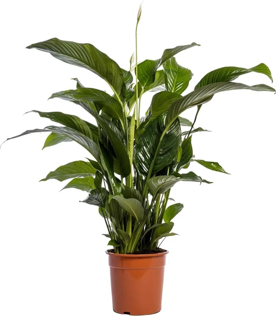 Spathiphyllum Bellini 100cm - Solution Air Pur et Déco Sans Effort