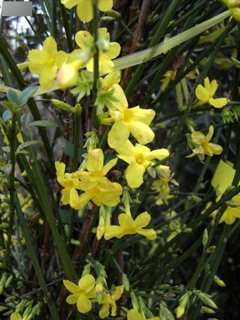Kletterjasmin - Winterjasmim - Jasminum nudiflorum - Winterblüher (60-100)