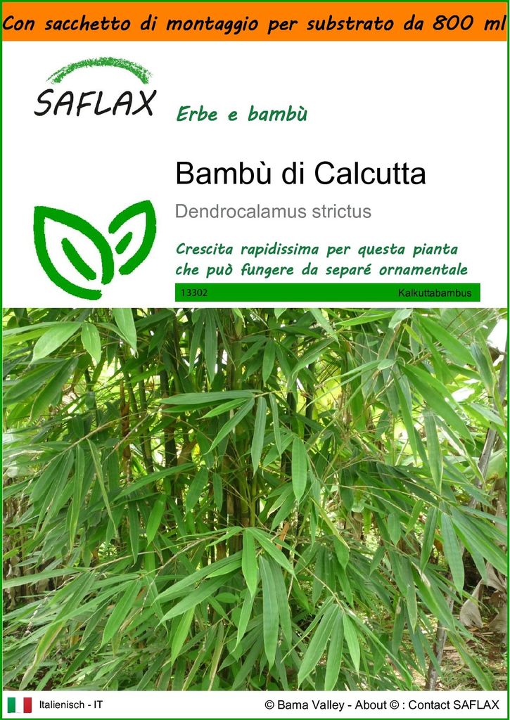 SAFLAX Garden in the bag - Bambù di Calcutta - 50 semi - Immagine del prodotto 