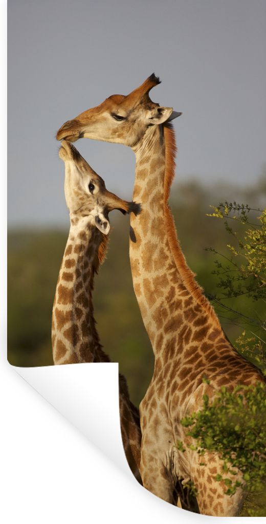 MuchoWow Wandtattoo Wandsticker Wandaufkleber Giraffe - Baum - Kalb - Porträt 60x120 cm Selbstklebend und Repositionierbar - Selbstklebend - Fot...