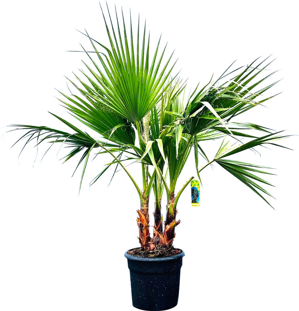Sunny Tree - Palmier - Washingtonia Robusta - Palmier Image du produit 