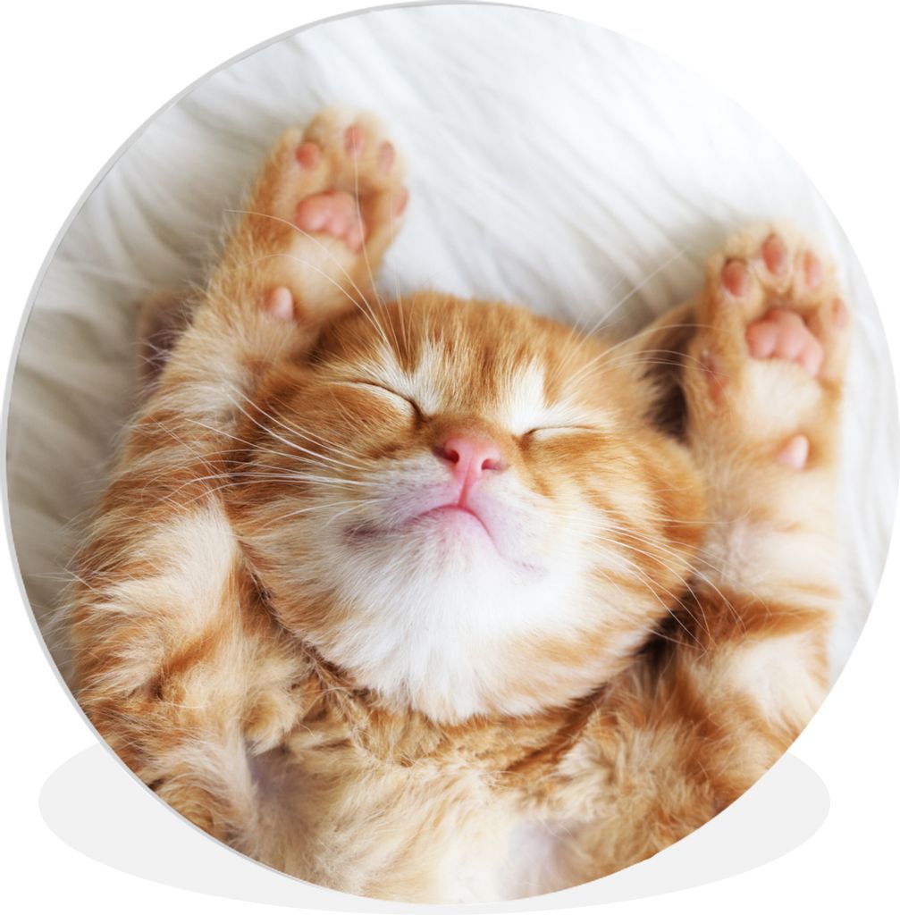 MuchoWow Rundes Wandbild - Runde Bilder Katze - Rot - Haustiere - Kätzchen Ø 60 cm Kreis Wanddekoration Kunststoff - Wandkreis - Wandschmuck - ...