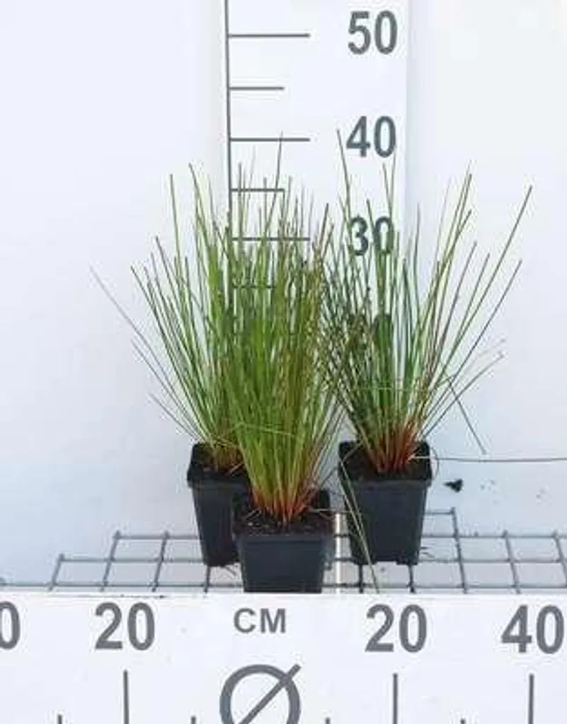 6 x Juncus effusus Jonc plat en Pot de 9cm pour Bassin et Jardin