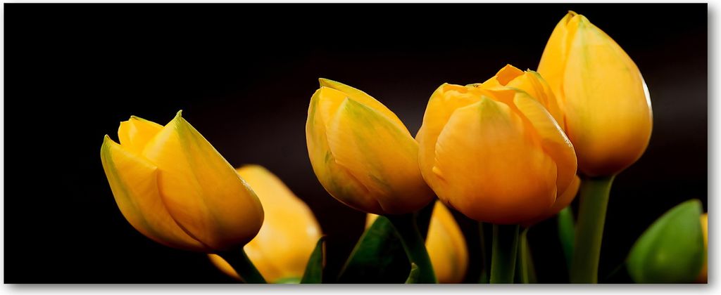 Tulup Küchenrückwand Spritzschutz aus Glas -125x50 -Spritzschutz auf gehärtetes Glas Deko Blumen & Pflanzen Gelbe Tulpen