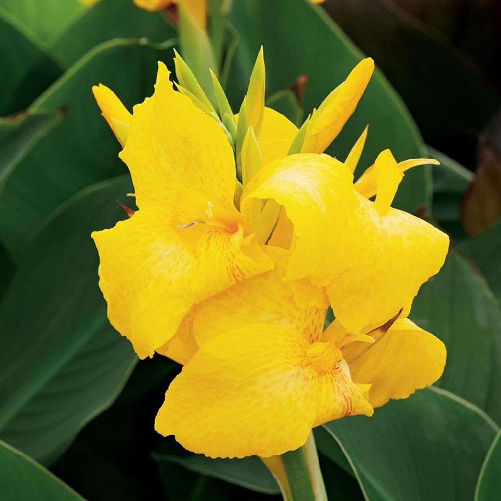 Canna Paciorecznik Canna jaune Yellow 1 pièce plants de Image du produit 