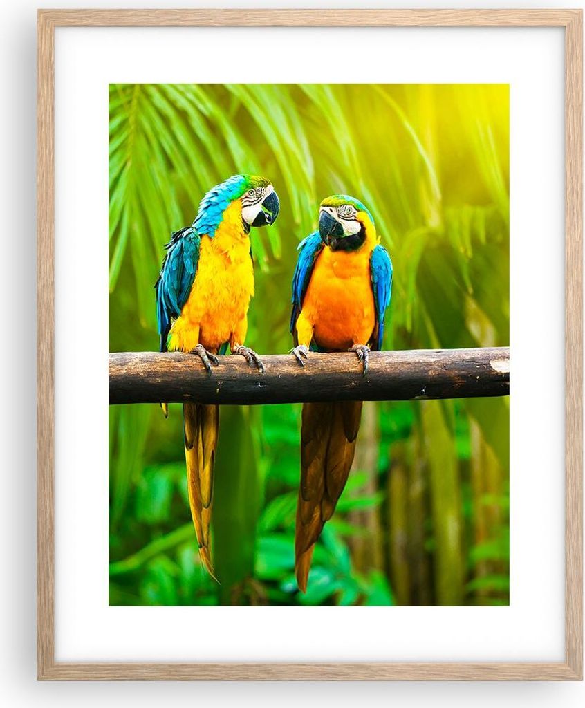 Gerahmtes Poster - Rahmen in heller Eiche - Papageien Collorful Natur Vögel - 40x50 cm - Wand Bild - Wanddeko - Wandbilder - Wandposter - Bilderra...