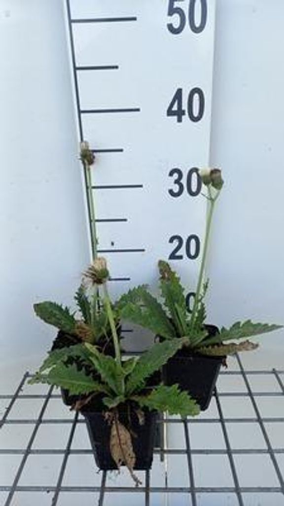 6 x Cirsium riv. 'Frosted Magic' - Kratzdistel - Topf 9 x 9 cm