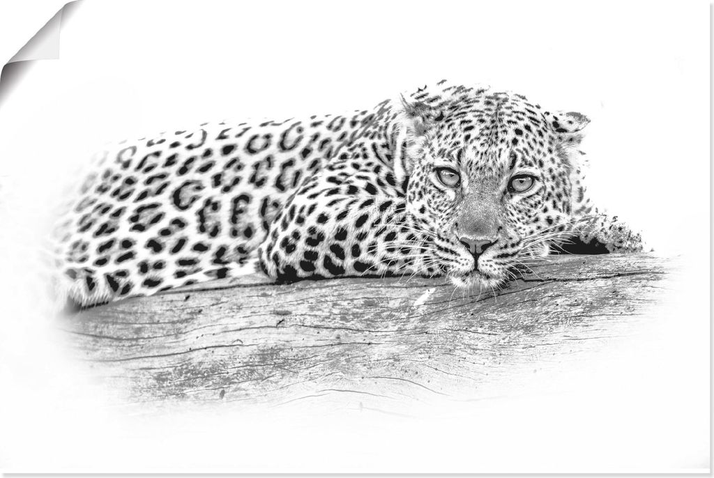 ARTland Poster Leopard High Key Optik Größe: 30x20 cm