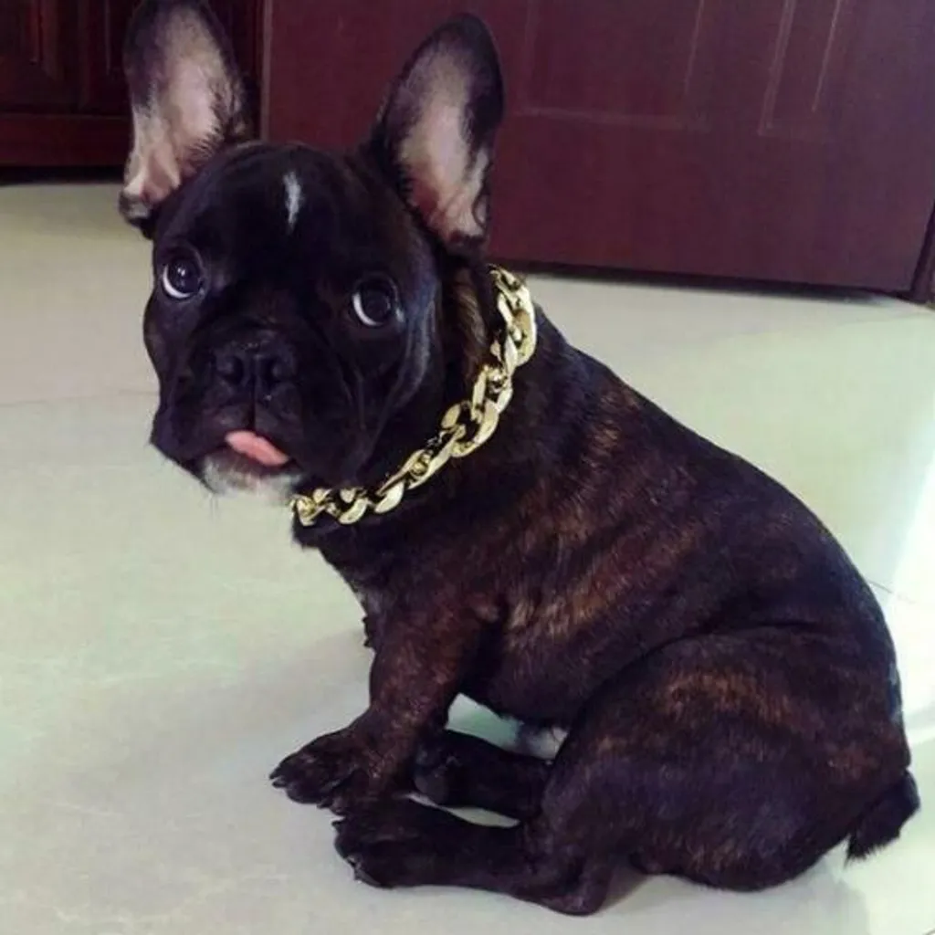 Collier Chien Chaîne Or Pour Balade Chic Taille M 36-43cm - Luxe