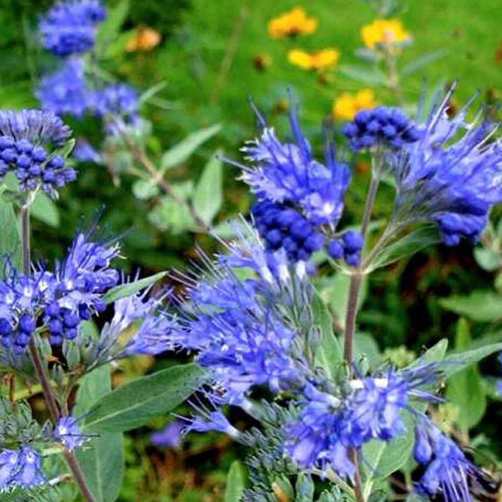 2 x Bartblume - Caryopteris clandonensis 'Kew Blue' | 30-40 cm in Container