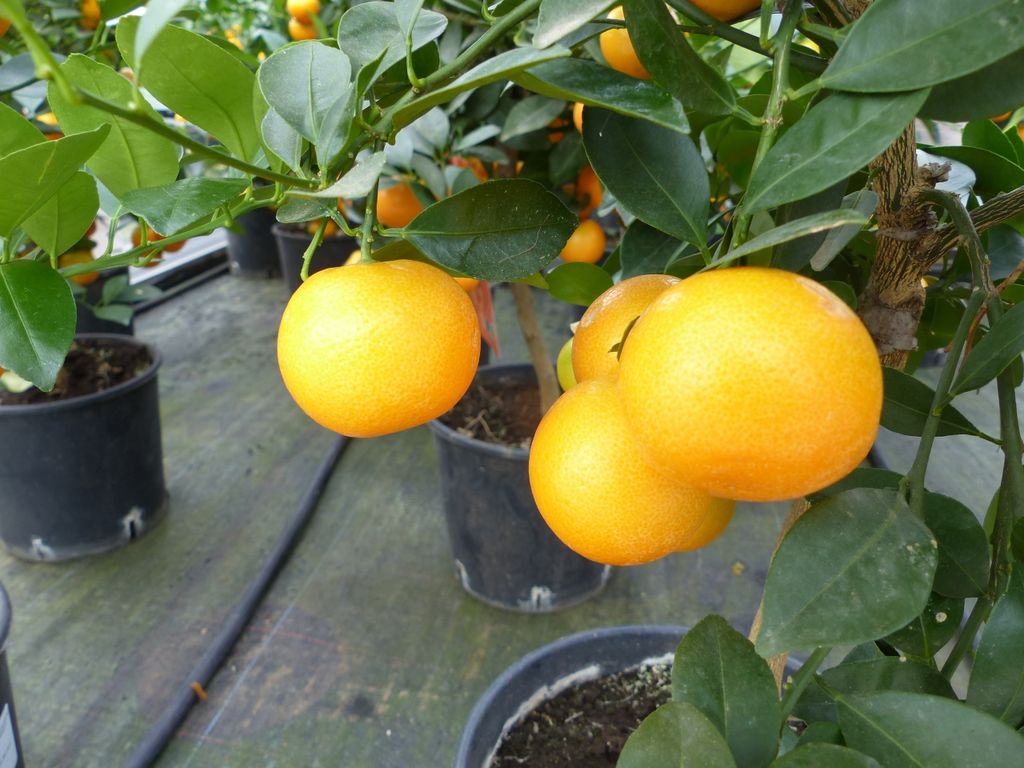 Calamondin Stamm Busch Orange Citrus Mitis 70 - 80 cm Produktbild 2