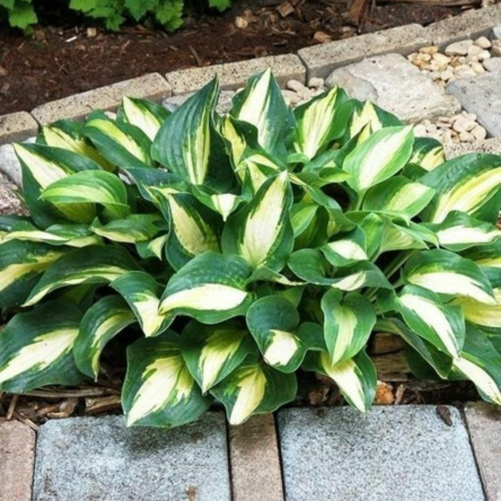 Funkie Hosta Knolle Zierblätter Staude Blumen Funkie Chain Lightning 1 St.