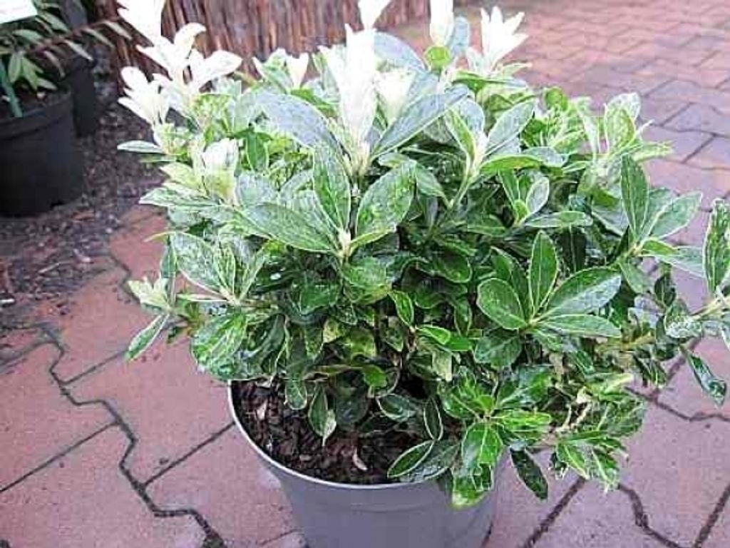 Euonymus japonicus Hees Pierrolino - Japanischer Spindelstrauch Hees Pierrolino 25-30cm