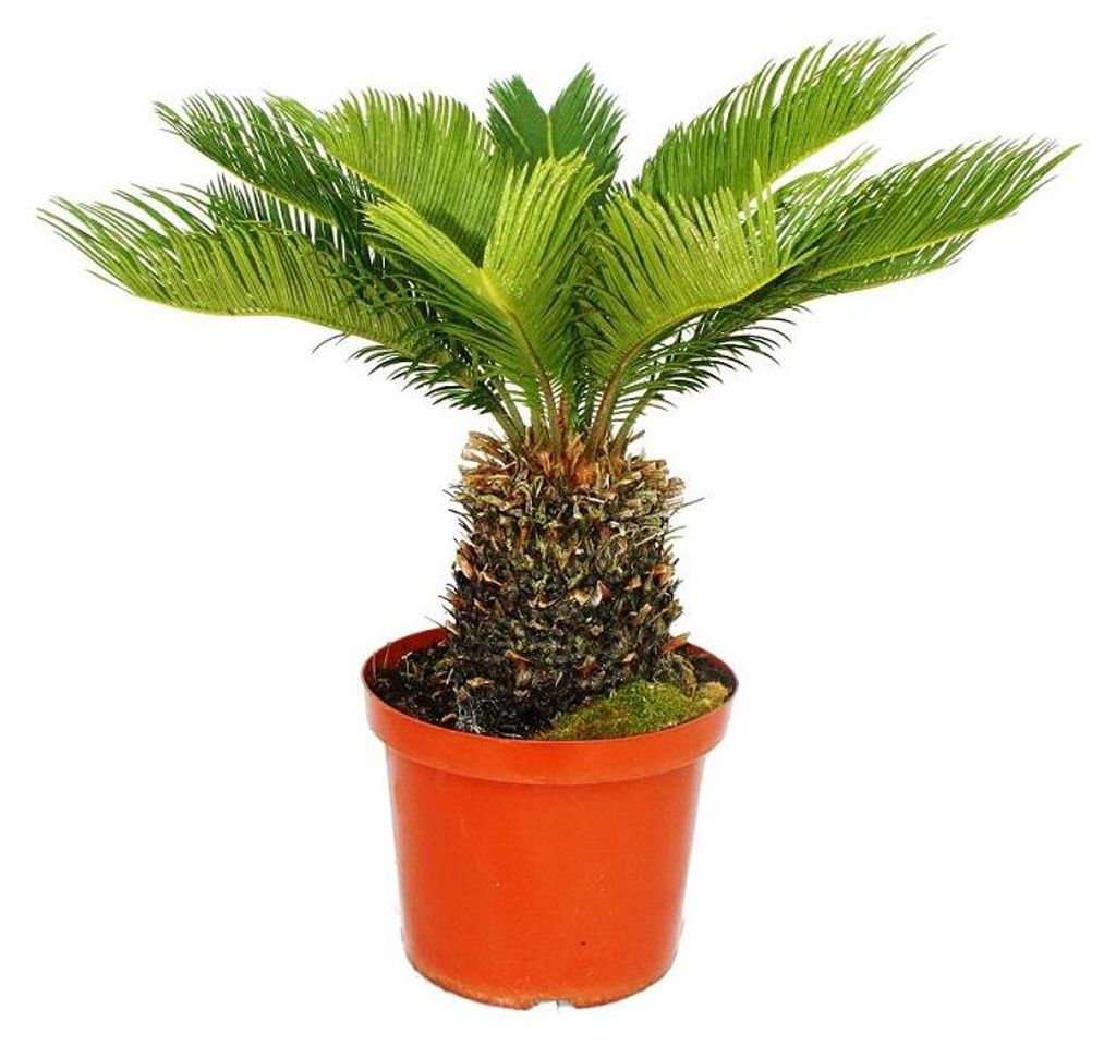 Cycas revoluta – cykasa japońska w doniczce o średnicy 28 Zdjęcie produktu 