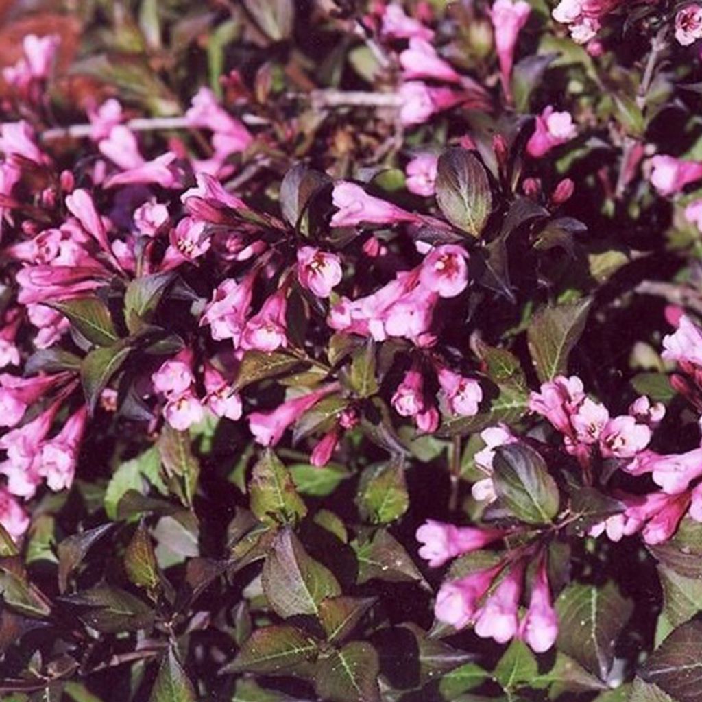 2 x Weigela florida 'Nana Purpurea' - Weigela florida 'Nana Obrázok produktu 