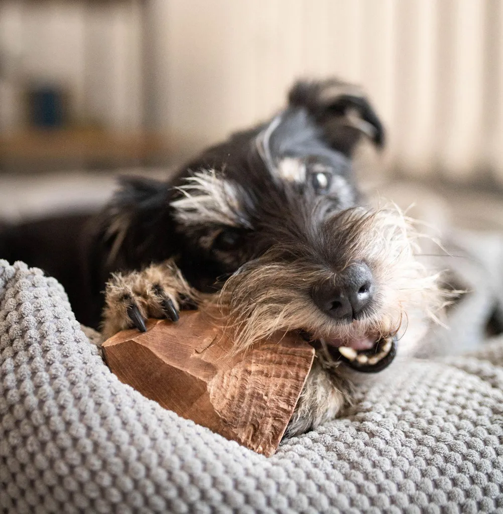 Os Briar Root en bois de bruyère résistant pour chien format S - 4