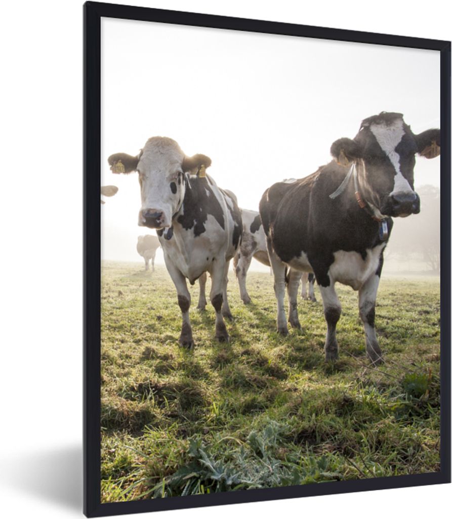 MuchoWow Gerahmtes Poster Kühe - Licht - Gras - Tiere 30x40 cm - Poster mit Schwarzem Bilderrahmen Wandposter Rahmen Foto Bilder - Wanddeko - Ku...
