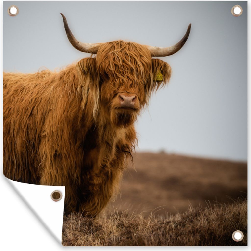 MuchoWow 50x50 cm Outdoor-Poster Gartendeko Sichtschutz Garten Poster für den Garten Schottischer Highlander - Düne - Gras