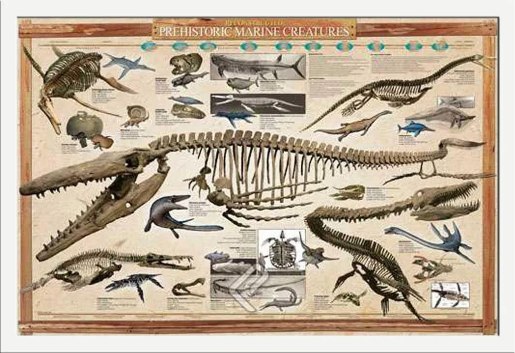 Affiche Éducative Créatures Marines - Cadre MDF Blanc et Vitre Acrylique