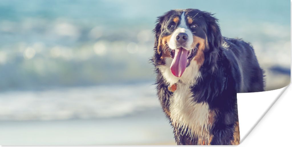 MuchoWow Poster Ein Berner Sennenhund beim Spaziergang am Strand 80x40 cm - Wanddeko