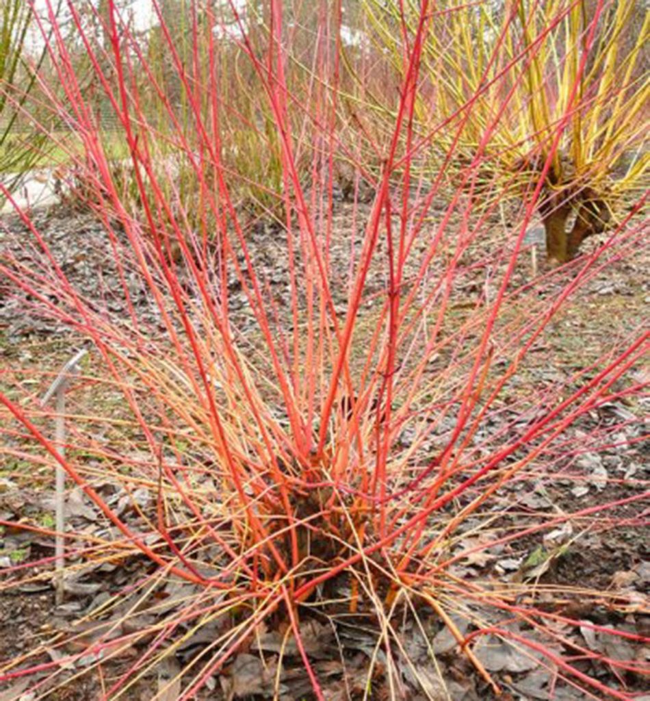 Blutroter Hartriegel 'ANNY'S WINTER ORANGE' 50-60 cm, Cont. 2,5 l