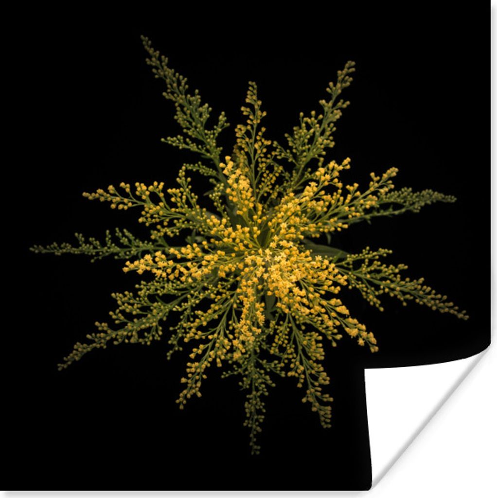 MuchoWow Poster Eine Goldrutenblüte auf schwarzem Hintergrund 75x75 cm - Wand Dekoration